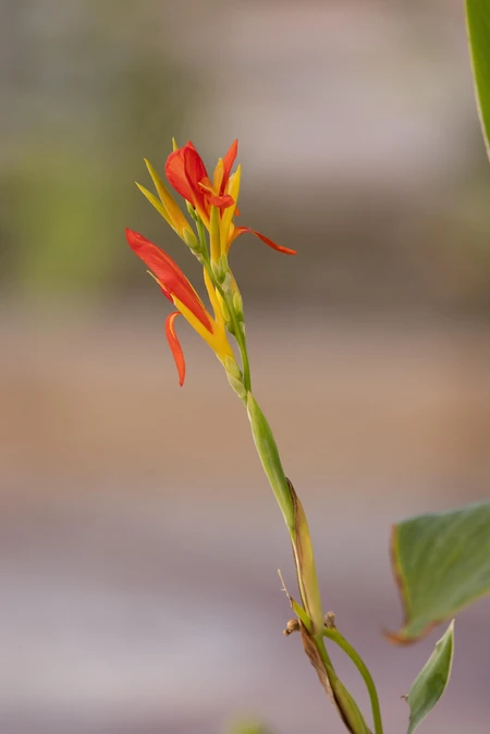 Vibrant Tropical Flower