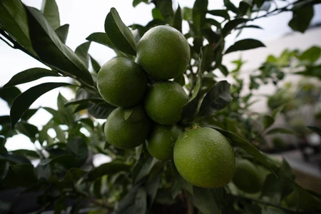 Cluster of Green Citrus Fruits