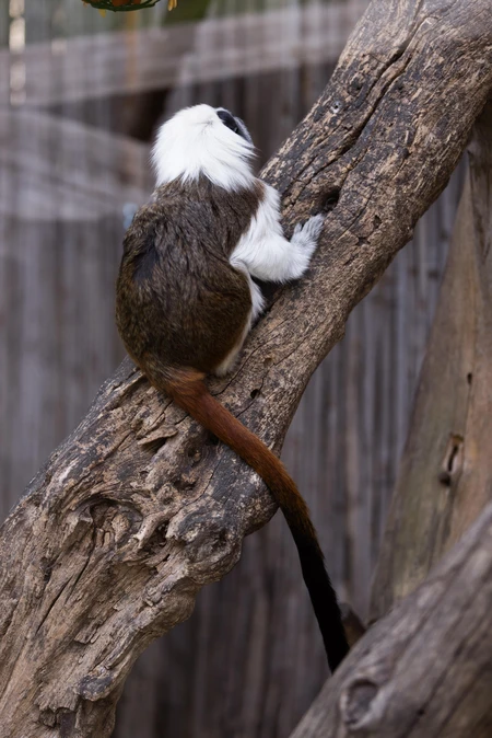Tamarin on a Tree