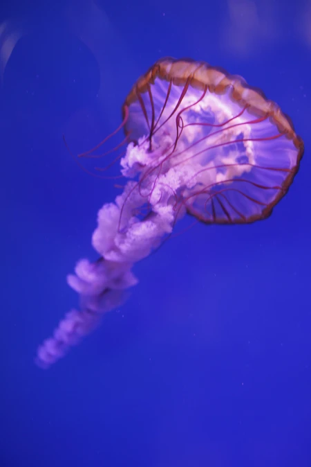 Graceful Jellyfish