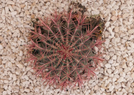 Cactus on Pebbles