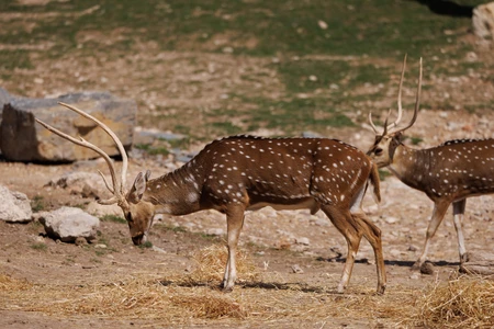 Deer in Natural Habitat