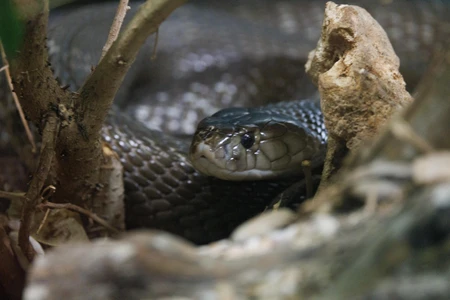 Coiled Snake in Natural Habitat