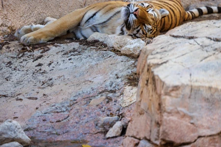 Resting Tiger on Rocks
