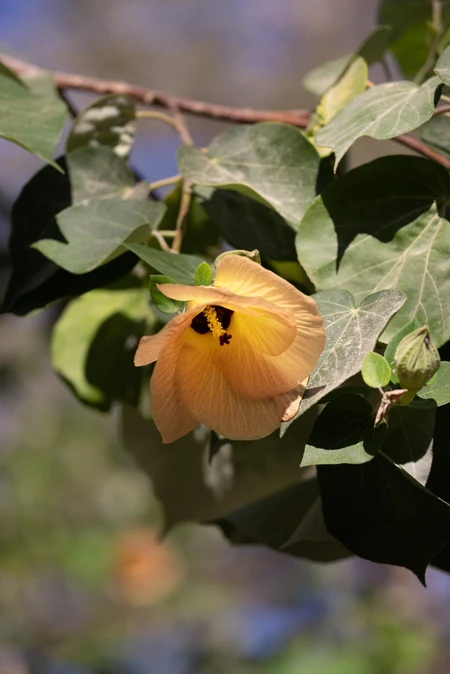 Yellow Hibiscus Blossom