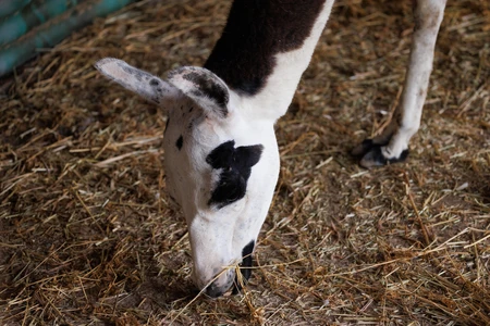 Grazing Animal in Barn