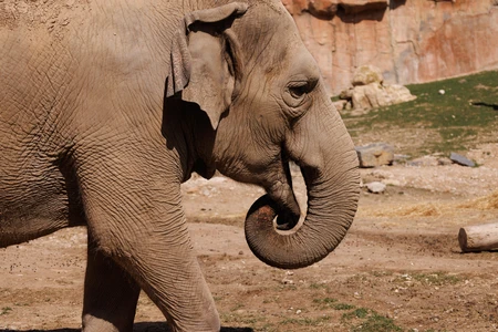 Elephant in Natural Habitat