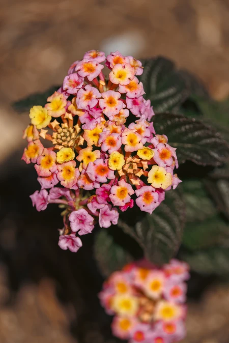 Vibrant Lantana Flower