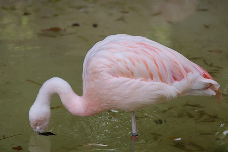 Flamingo in Water