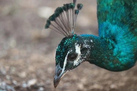 Close-up of a Peacock