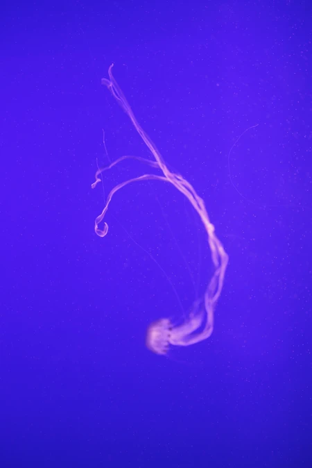 Graceful Jellyfish in Blue Waters