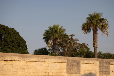 Palm Trees and Stone Wall