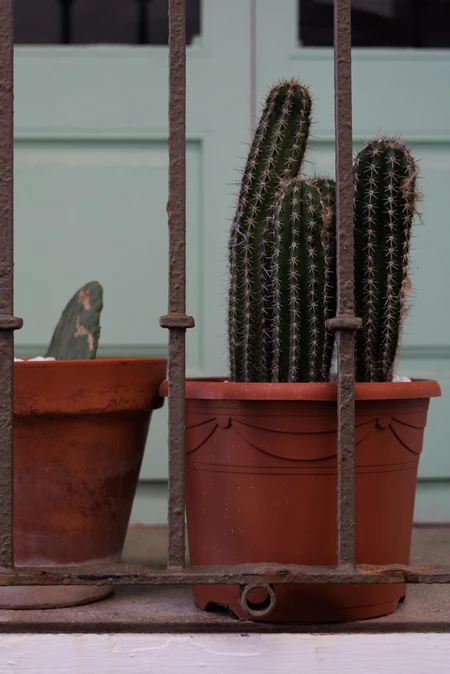 Potted Cacti Behind Bars