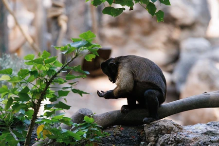 Monkey in Natural Habitat