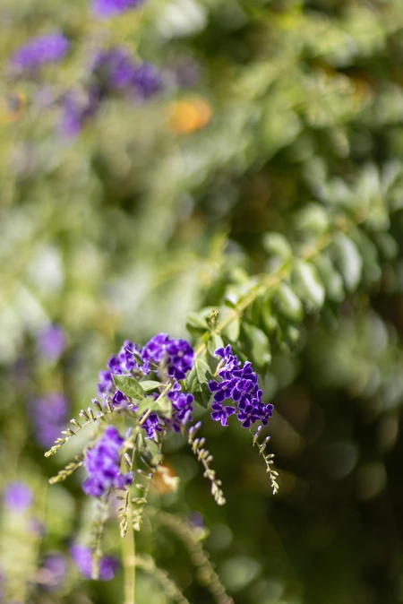 Vibrant Purple Flowers