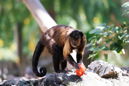 Monkey in the Wild