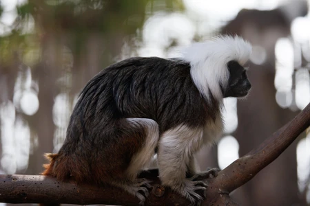 Cotton-top Tamarin on a Branch