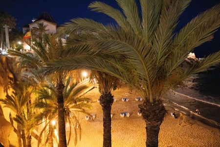 Night Beach Scene with Palm Trees
