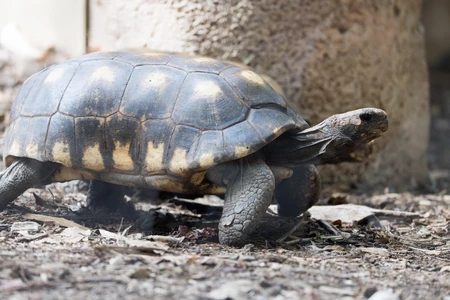 Tortoise on Leafy Ground