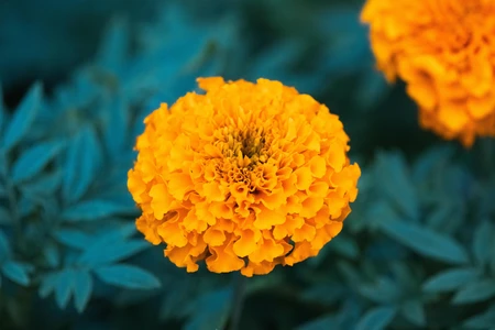 Vibrant Marigold Blossom