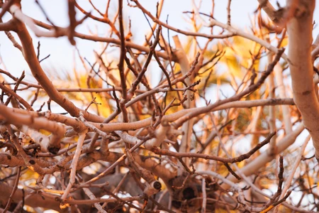 Sunlit Branches