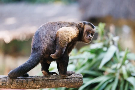 Capuchin Monkey on Branch