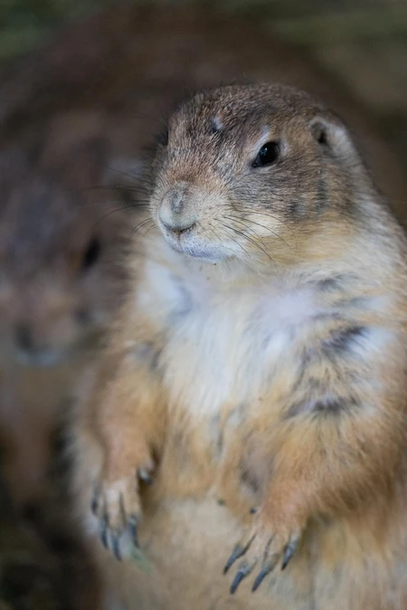 Prairie Dog Posing