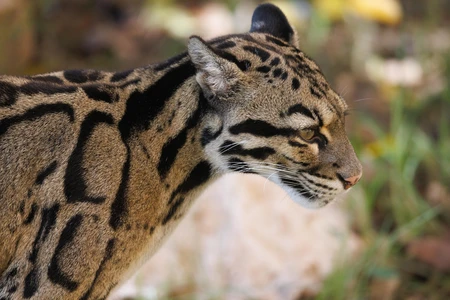 Clouded Leopard in Profile