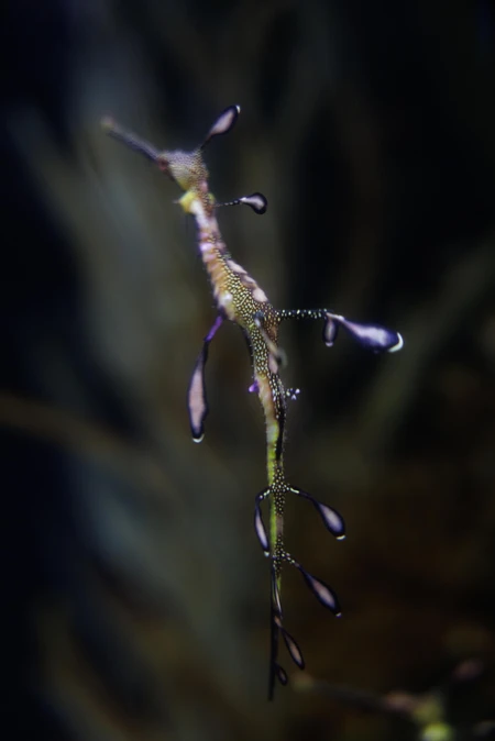 Underwater Creature Close-up