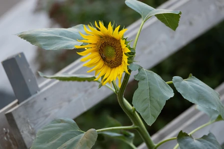 Sunflower by the Fence