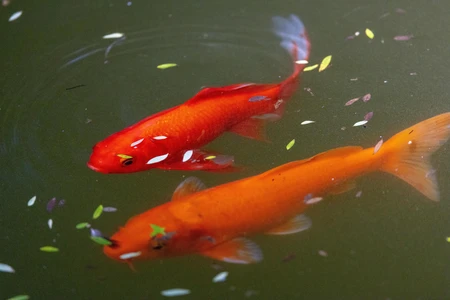 Koi Fish in Pond