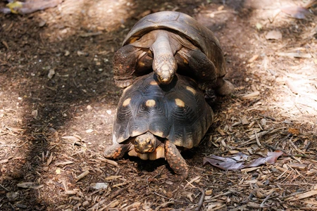 Tortoises in Natural Habitat