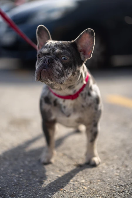 Playful French Bulldog