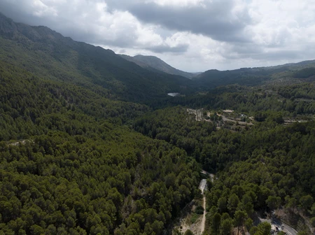 Mountainous Forest Landscape