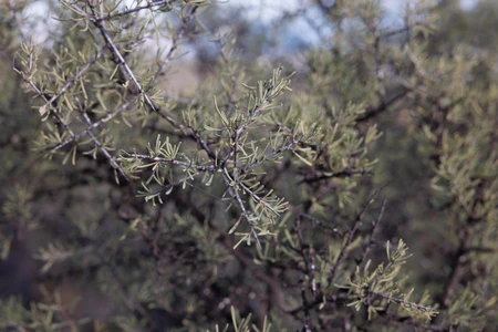 Thorny Branch Focus