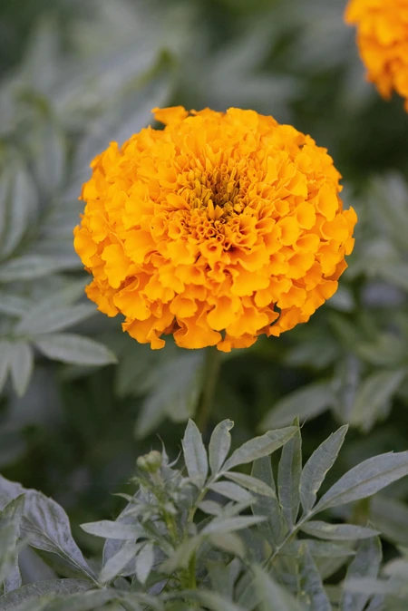 Vibrant Marigold Flower