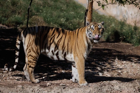 Majestic Tiger in Natural Habitat