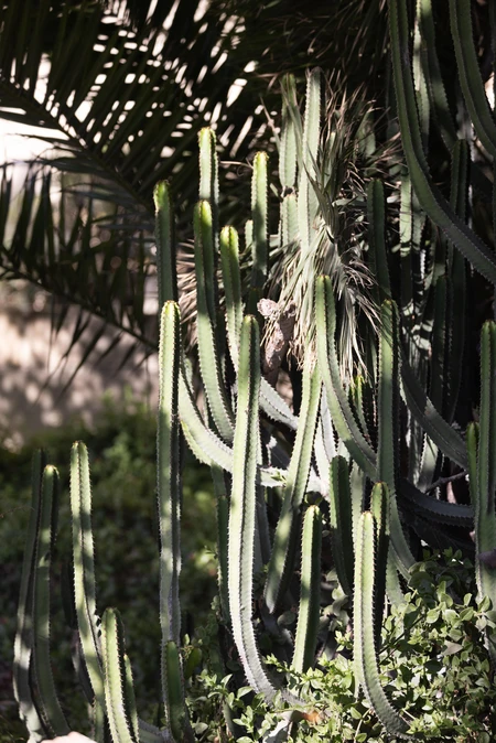 Cactus Garden