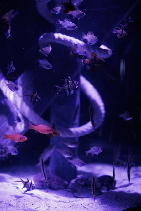 Underwater Aquarium View
