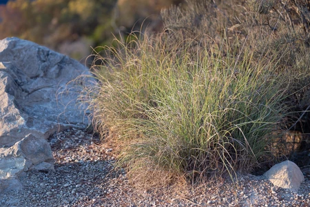 Desert Vegetation
