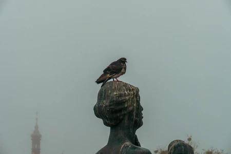 Bird on a Statue