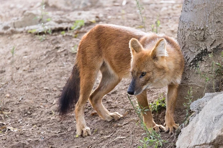 Wild Dhole in Natural Habitat