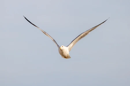Seagull in Flight