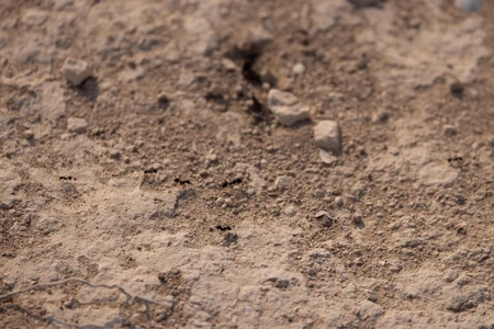 Ants on Arid Terrain