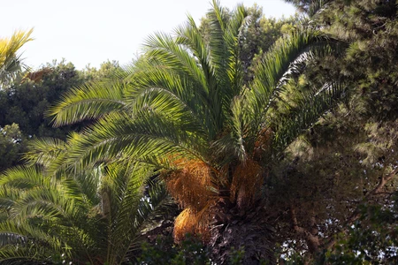 Lush Palm Tree in Sunlight