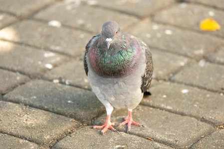 Pigeon on Pavement