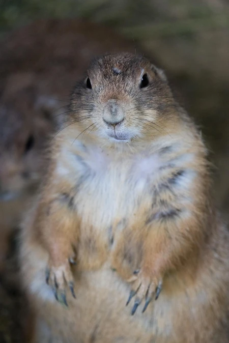 Prairie Dog in Focus