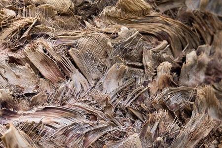 Close-up of Natural Texture