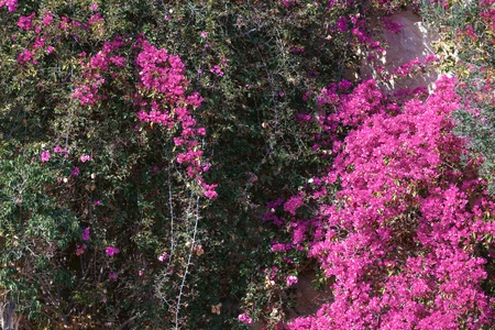 Vibrant Pink Flowers
