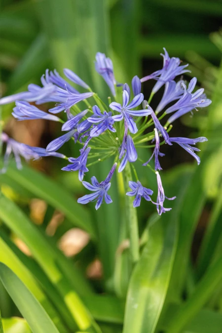 Purple Bloom in Green Foliage